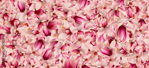 Fototapeta Naklejka Na Ścianę i Meble -  pink flowers abstract background 