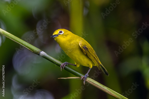 The Indian white-eye (Zosterops palpebrosus)