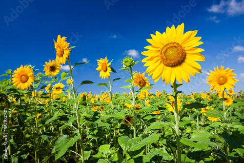 Close-up of yellow sunflower with the blue sky background