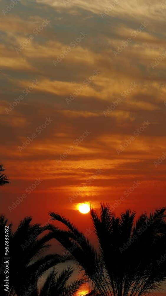 Beautiful landscape with palms and sunrise over sea, timelapse. Vertical video Beautiful landscape with palms and sunrise over sea, timelapse. Vertical video