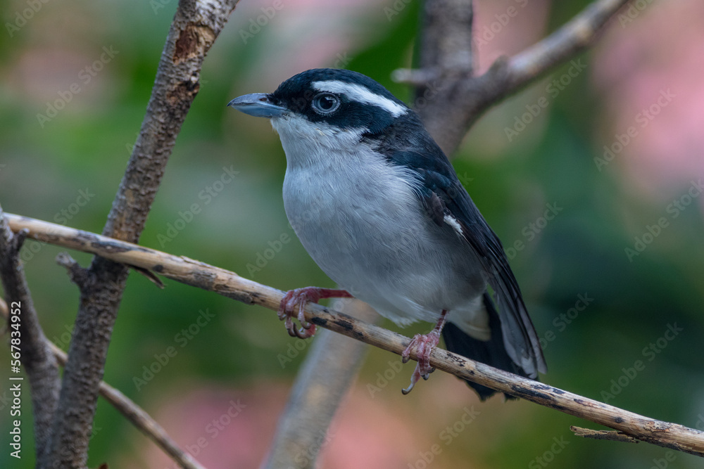 Fototapeta premium The mountain leaf warbler (Phylloscopus trivirgatus) 