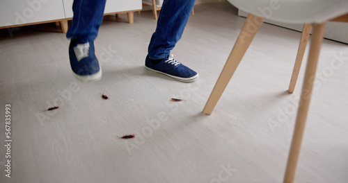 Cockroach Bugs In Dirty House Indoors