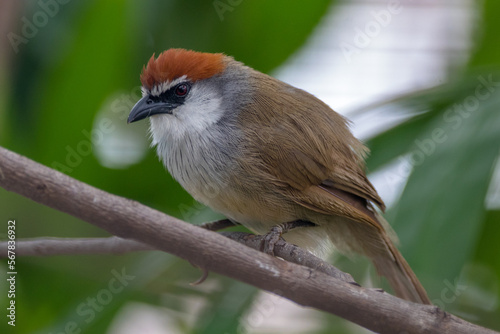 The chestnut-capped babbler (Timalia pileata) is a passerine bird of the family Timaliidae photo