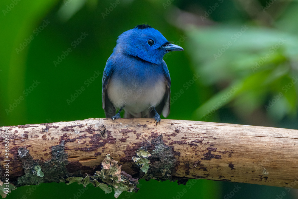 The black-naped monarch or black-naped blue flycatcher (Hypothymis azurea)