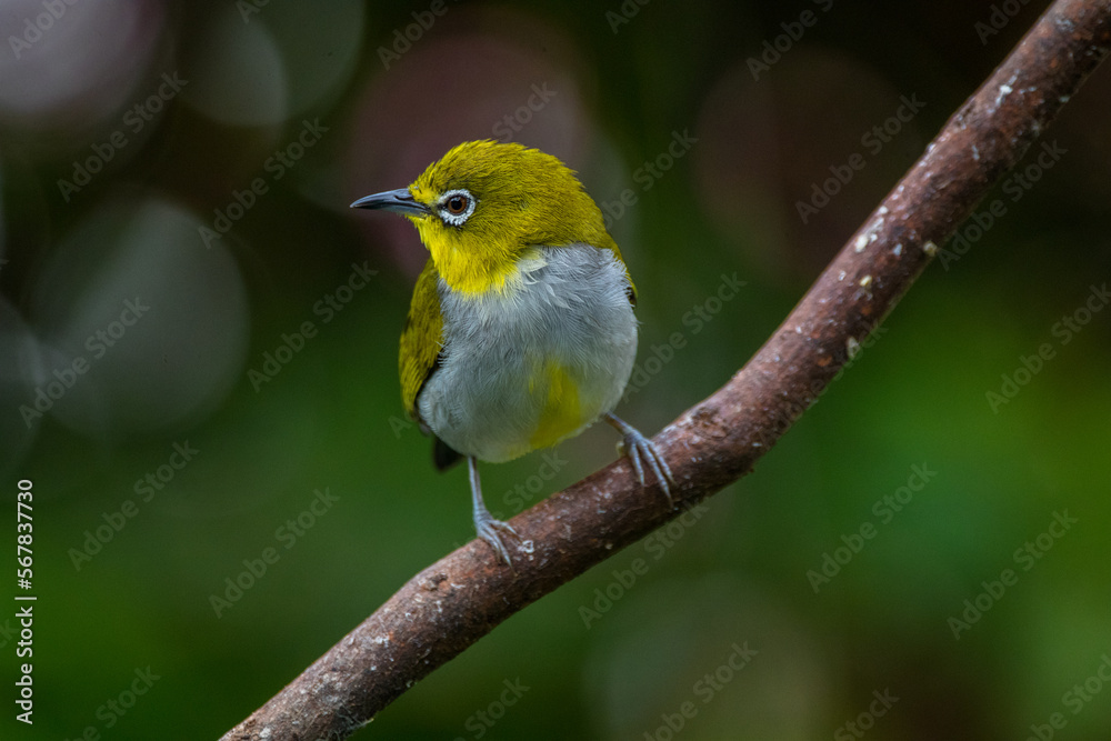 The Javan white-eye (Zosterops flavus)