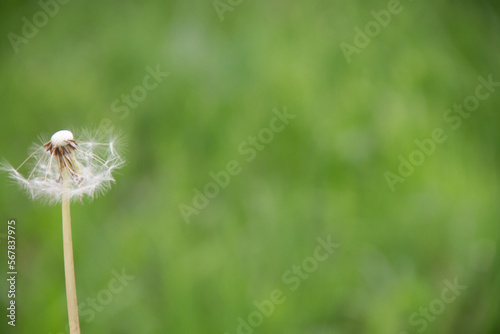 natural fluff dandelion seeds on green grass background