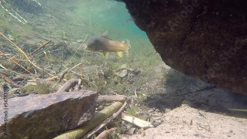 Trout in a clean river hiding from predators under a rock photo