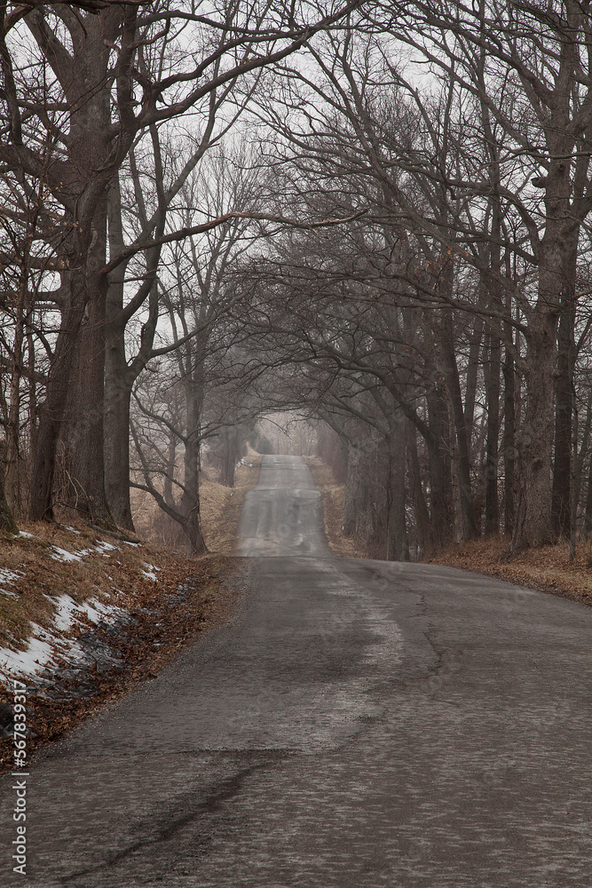 Obraz premium A Bump in the Road. Canopy of trees hang over a country road on a foggy morning. 
