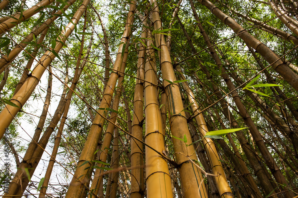 Fototapeta premium Giant yellow bamboo, ideal for construction