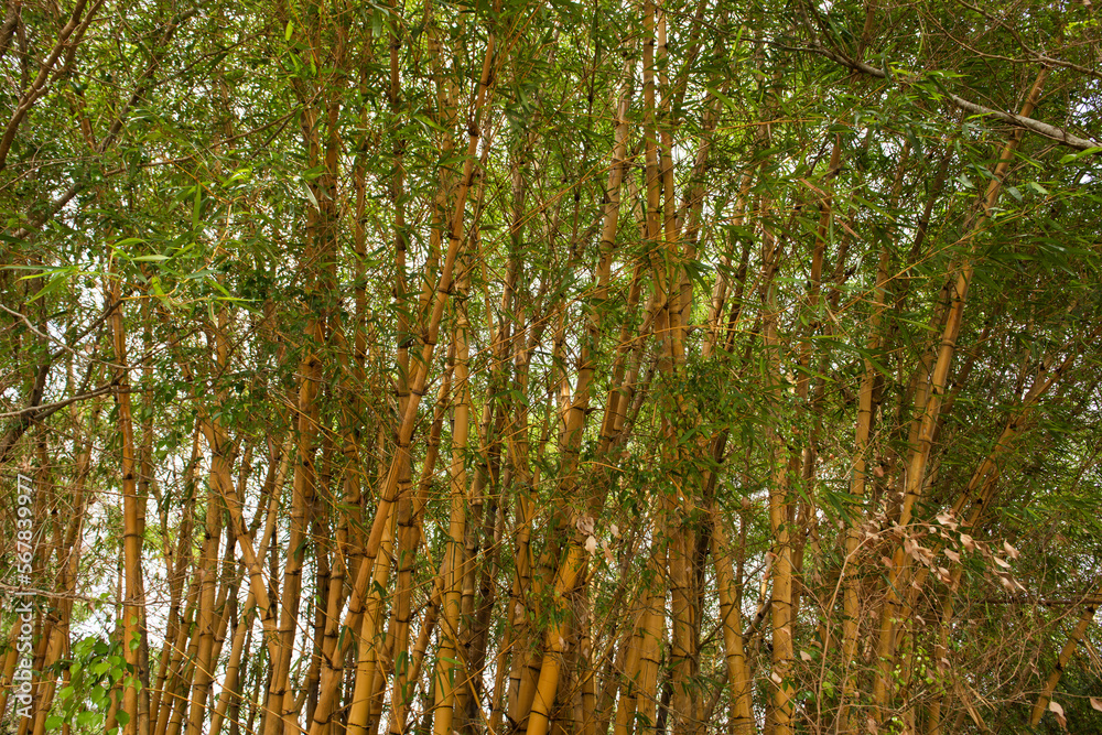 Giant yellow bamboo, ideal for construction Giant yellow bamboo, ideal for construction