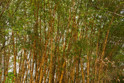 Giant yellow bamboo  ideal for construction