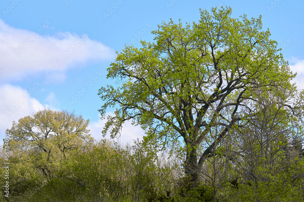 Breathing spring trees full of freshness and delicate gentle green colors Breathing spring trees full of freshness and delicate gentle green colors