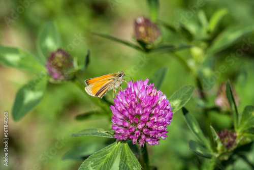 butterfly on a flower. beautiful lady butterfly Vanessa cardui, red clover, close-up. orange-black and white butterfly on a pink clover flower on a green background. macro nature