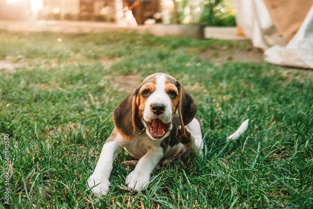Beagle puppy on green grass in park. Cute lovely dog, pet, new member of family.