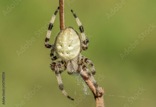 Piękny barwny pająk na łonie natury