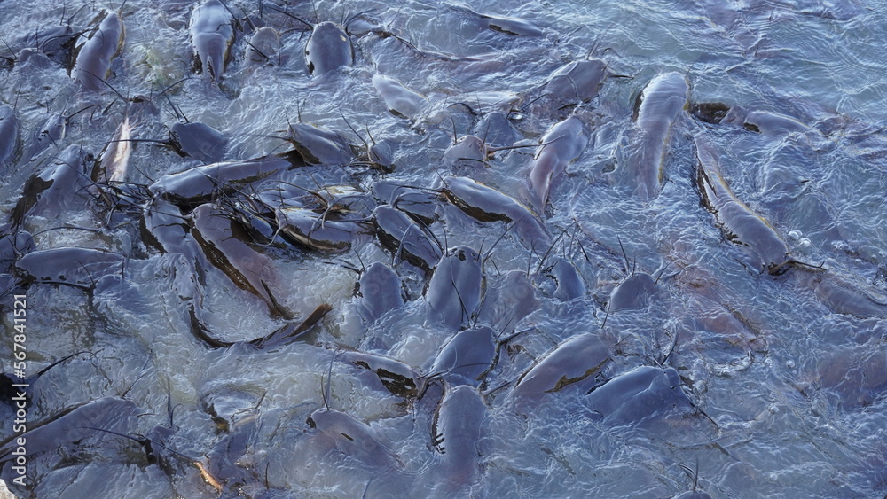 Freshwater black catfish. Group of catfish waiting for bread feeding in the swamp. Freshwater black catfish. Group of catfish waiting for bread feeding in the swamp.