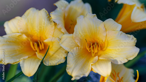 Hemerocallis Stella de Oro beautiful yellow flower in the garden.