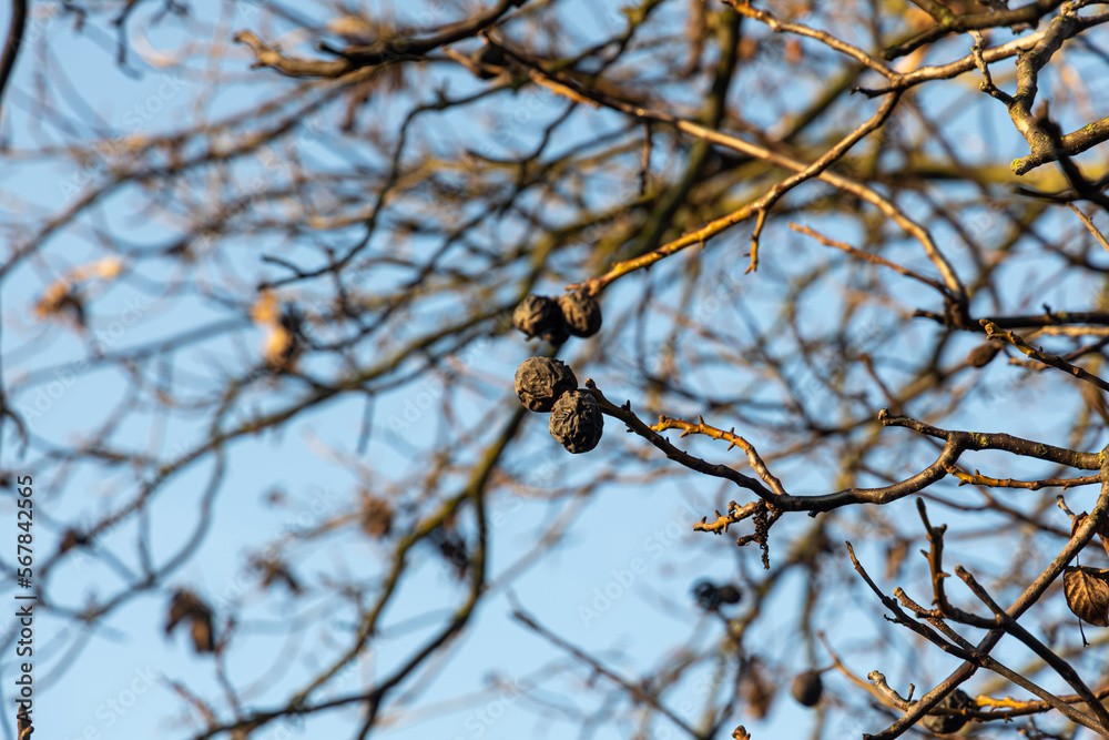 Beautiful brown silhouette of a walnut tree without leaves and nuts is on a blue sky background in autumn Beautiful brown silhouette of a walnut tree without leaves and nuts is on a blue sky background in autumn