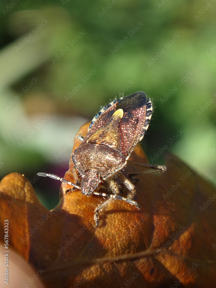 Hairy shield bug, sloe bug (Dolycoris baccarum) basking on a dry orange oak leaf Hairy shield bug, sloe bug (Dolycoris baccarum) basking on a dry orange oak leaf