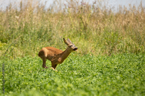 Fototapeta Naklejka Na Ścianę i Meble -  Roe deer, Capreolus capreolus, between green leaves of clover, meadow, Czech republic