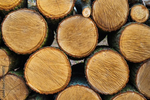 Skład ściętego drewna © Dariusz