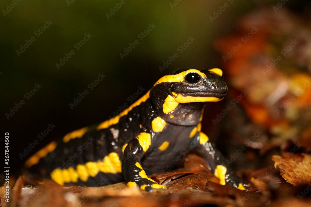 Obraz premium Fire Salamander (Salamandra salamandra), Ruhr-District, Germany