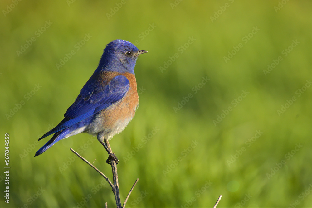 Male Western Bluebird perching