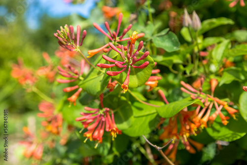 Lonicera sempervirens flowers, common names coral honeysuckle, trumpet honeysuckle, or scarlet honeysuckle, in bloom.