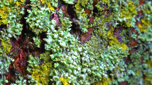 Lichens overgrown tree trunk, symbiosis of fungus and algae, indicator species, Slider shot photo