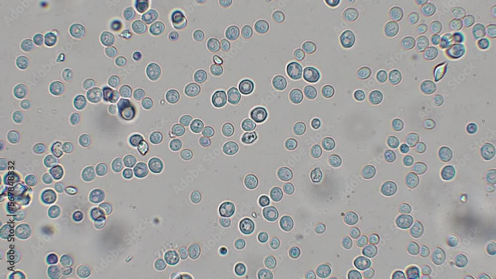 yeast cells under the microscope (bakery yeast) - optical microscope x1000 magnification