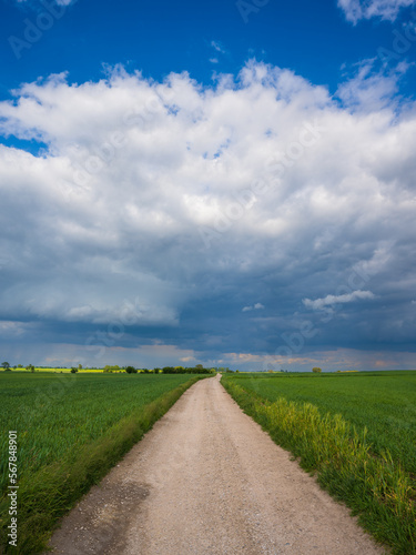 Droga pomiędzy polami photo