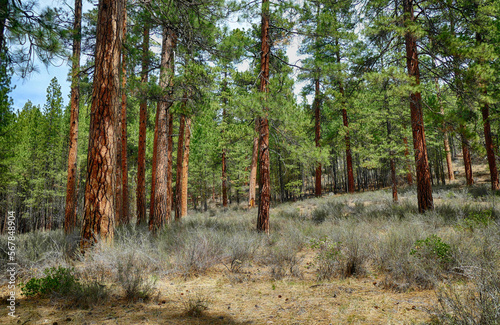 Ponderosa pine forest along the Metolius River