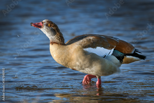 Egyptian goose playing with water photo