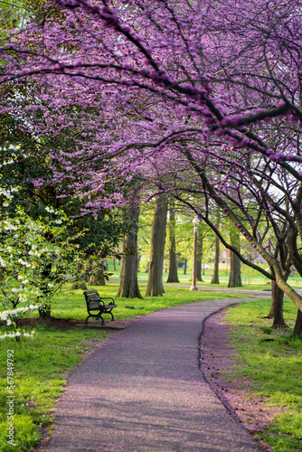 spring in the park, Park Walkway, Peaceful, Flowers in Bloom, Bench seat in park, bench, green grass flower on trees