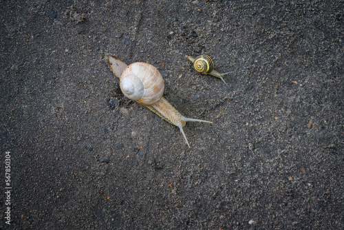 Dwa ślimaki poruszające się w naturze © Dariusz