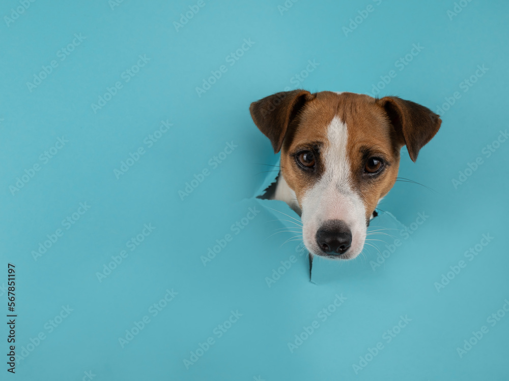 Funny dog muzzle jack russell terrier sticks out of a hole in a blue