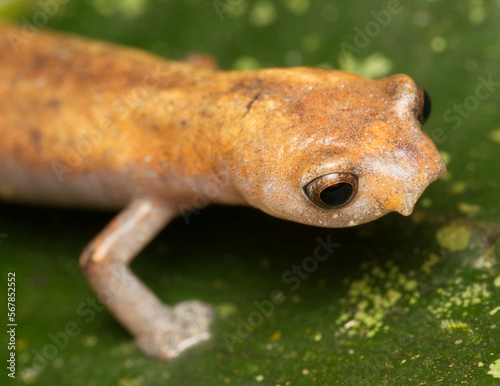 Lungless Salamander (Bolitoglossa sp.), Orellana, Ecuador photo