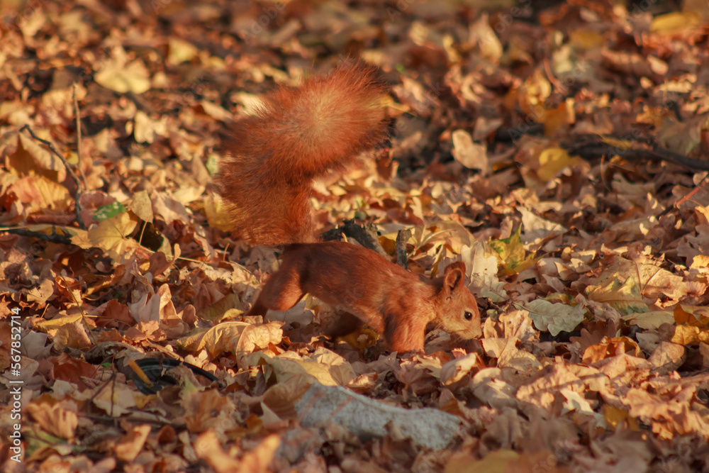 Orange shaggy squirrel in the ground in autumn leaves Orange shaggy squirrel in the ground in autumn leaves