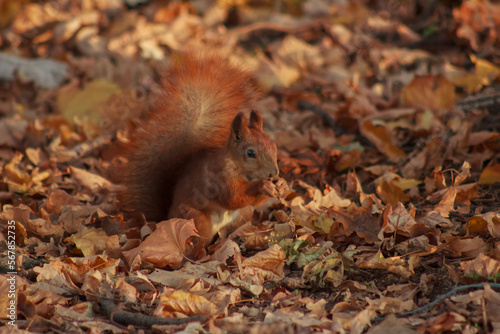 Orange shaggy squirrel in the ground in autumn leaves