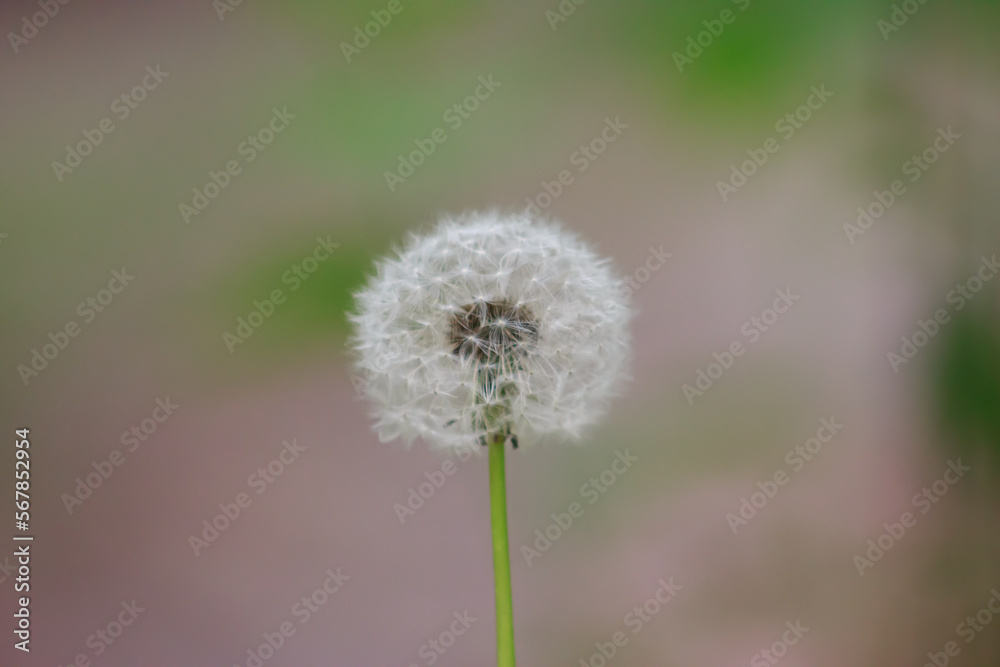 One white dandelion on a beautiful