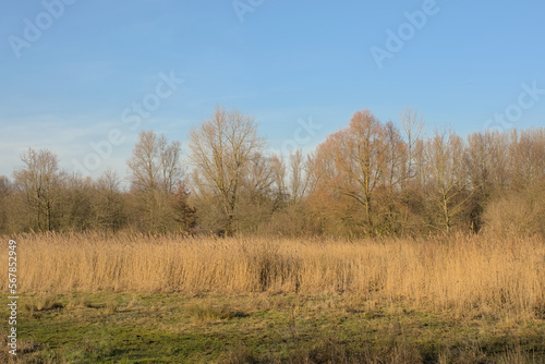 Wetlands with golden reed and bare trees under a cloudy sky in Scheldemeersen nature reserve, Merelbeke, Flanders, Belgium