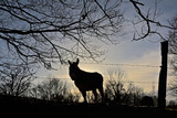 Silhouette of a domestic donkey against and bare tree branches a winter sunset sky in the flemish countryside. low angle view