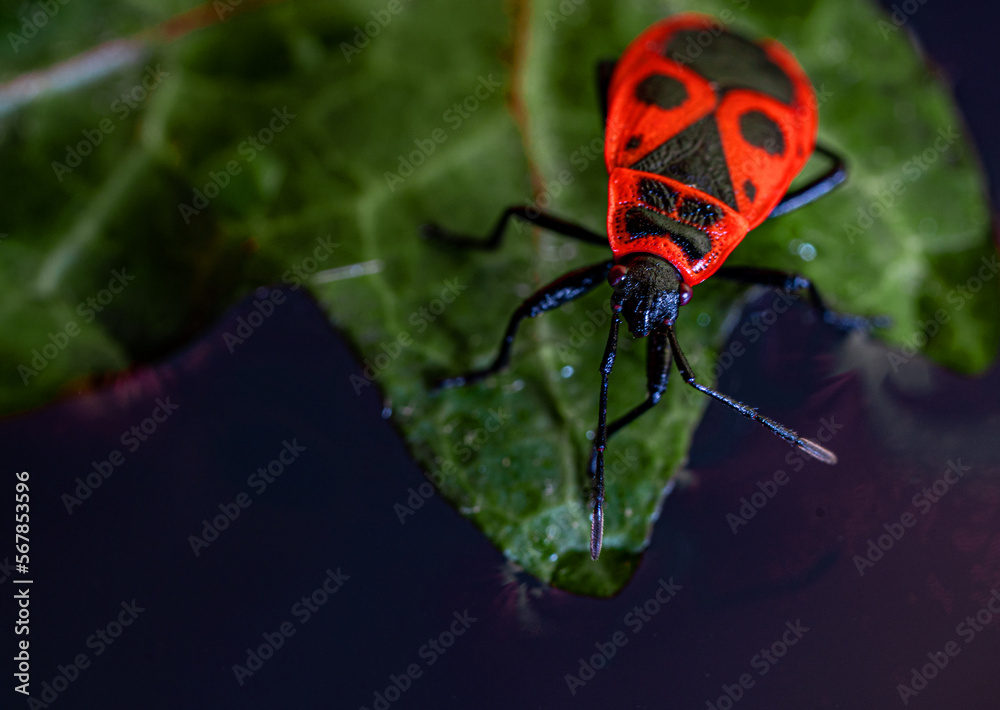 Fire bug on a leaf, macro photo.Pyrrhocoris apterus Fire bug on a leaf, macro photo.Pyrrhocoris apterus
