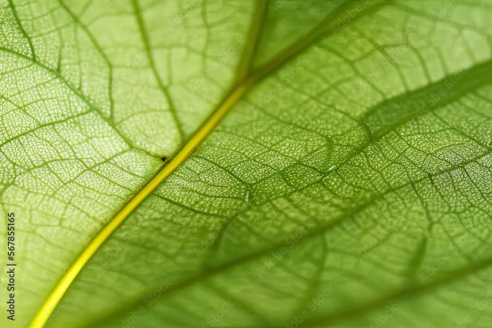Green leaf texture - in detail Green leaf texture - in detail