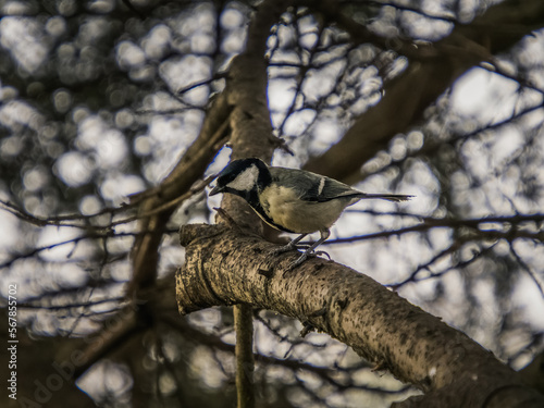 bird on a branch