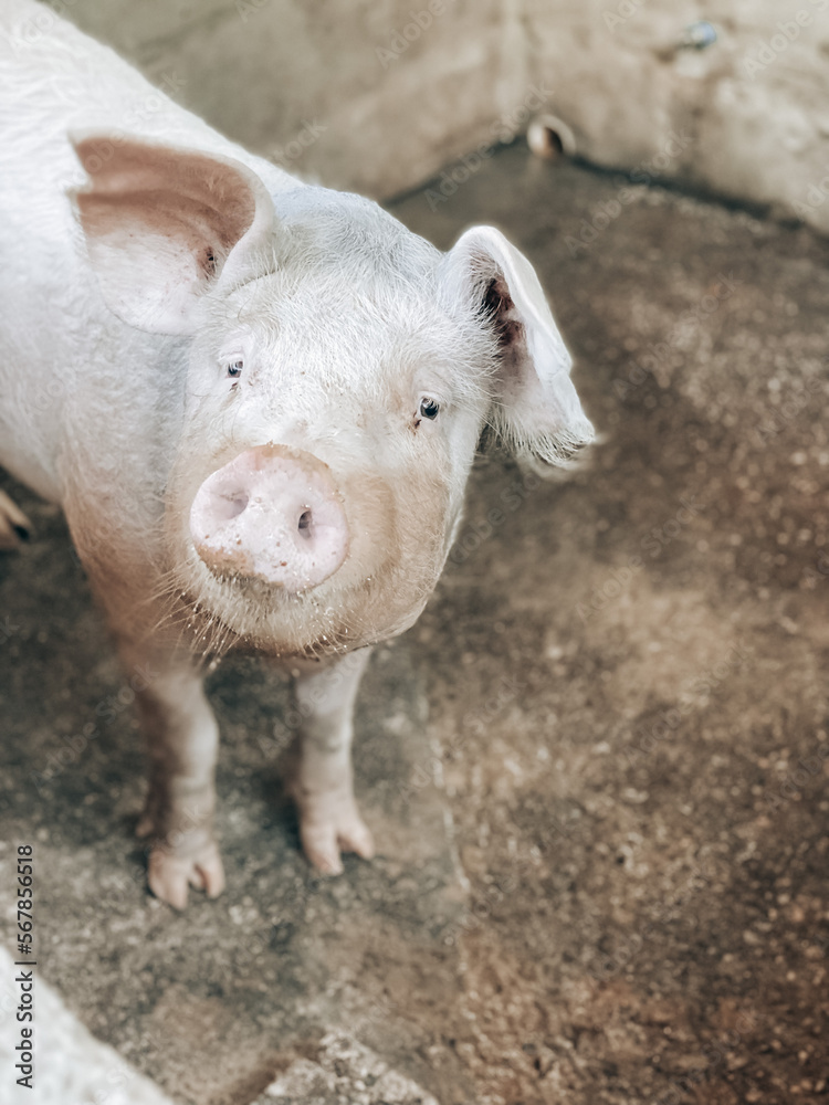 pig in farm pig in farm