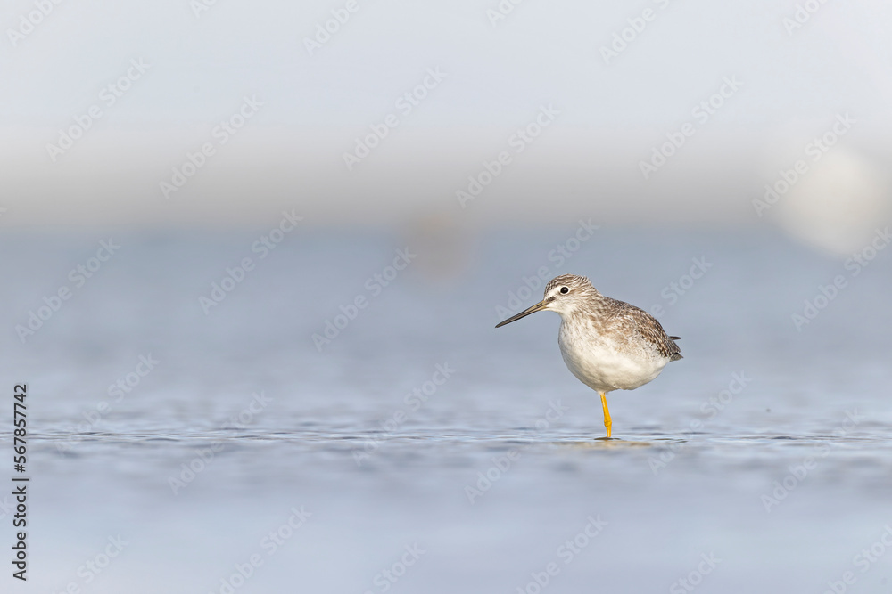 Greater yellowlegs (Tringa melanoleuca) resting and foraging at the mudflats of Texas South Padre Island. Greater yellowlegs (Tringa melanoleuca) resting and foraging at the mudflats of Texas South Padre Island.