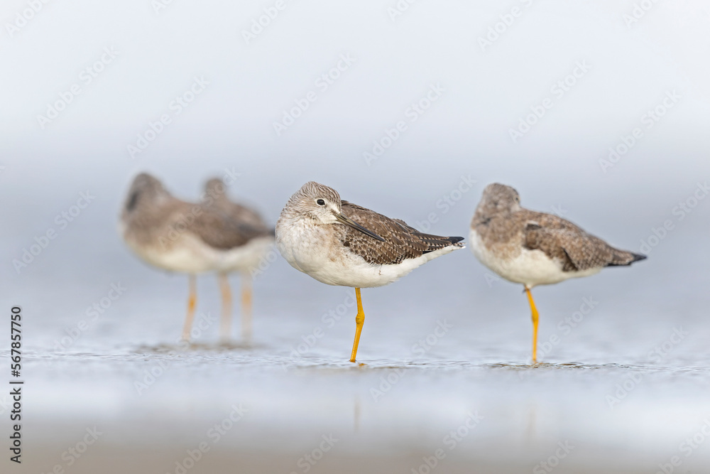 Greater yellowlegs (Tringa melanoleuca) resting and foraging at the mudflats of Texas South Padre Island. Greater yellowlegs (Tringa melanoleuca) resting and foraging at the mudflats of Texas South Padre Island.