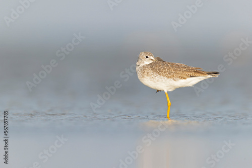 Greater yellowlegs (Tringa melanoleuca) resting and foraging at the mudflats of Texas South Padre Island.