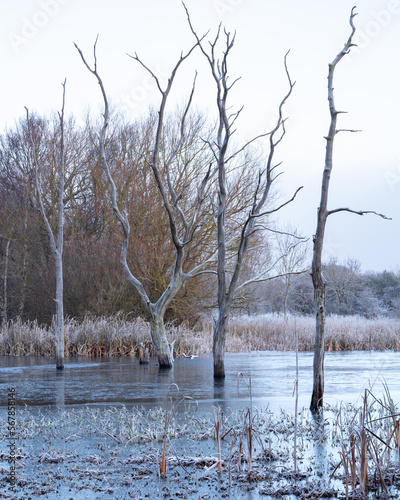 Winter landscape at Arcot Pond, Cramlington, Northumberland, England, UK.   photo
